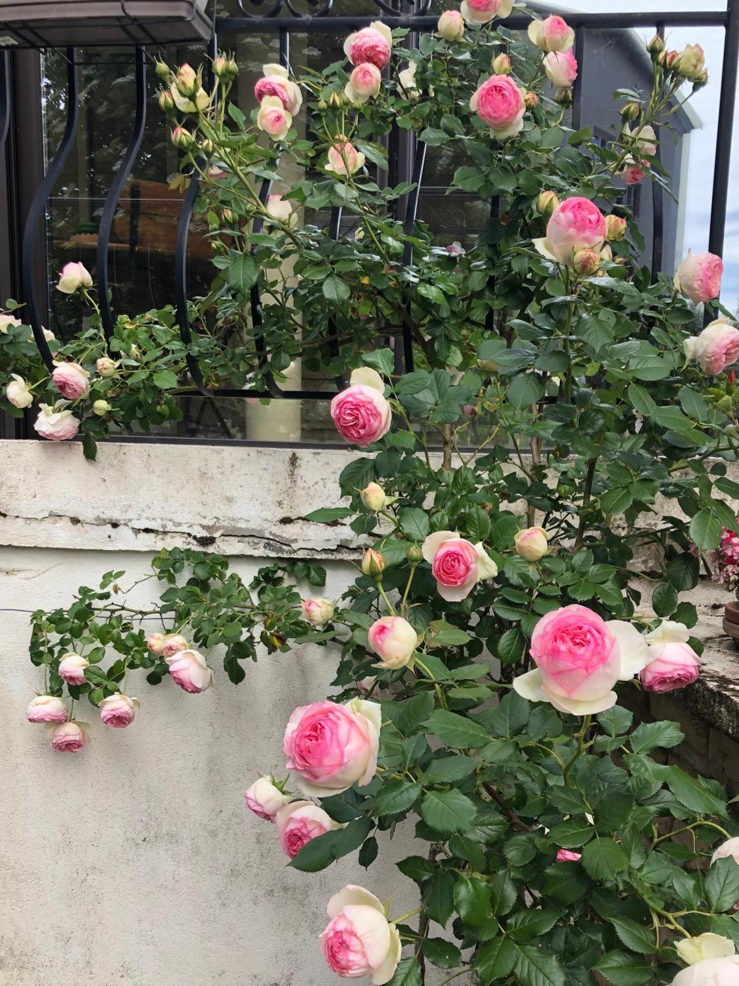 Le Jardin Des Verottes Бон Екстериор снимка